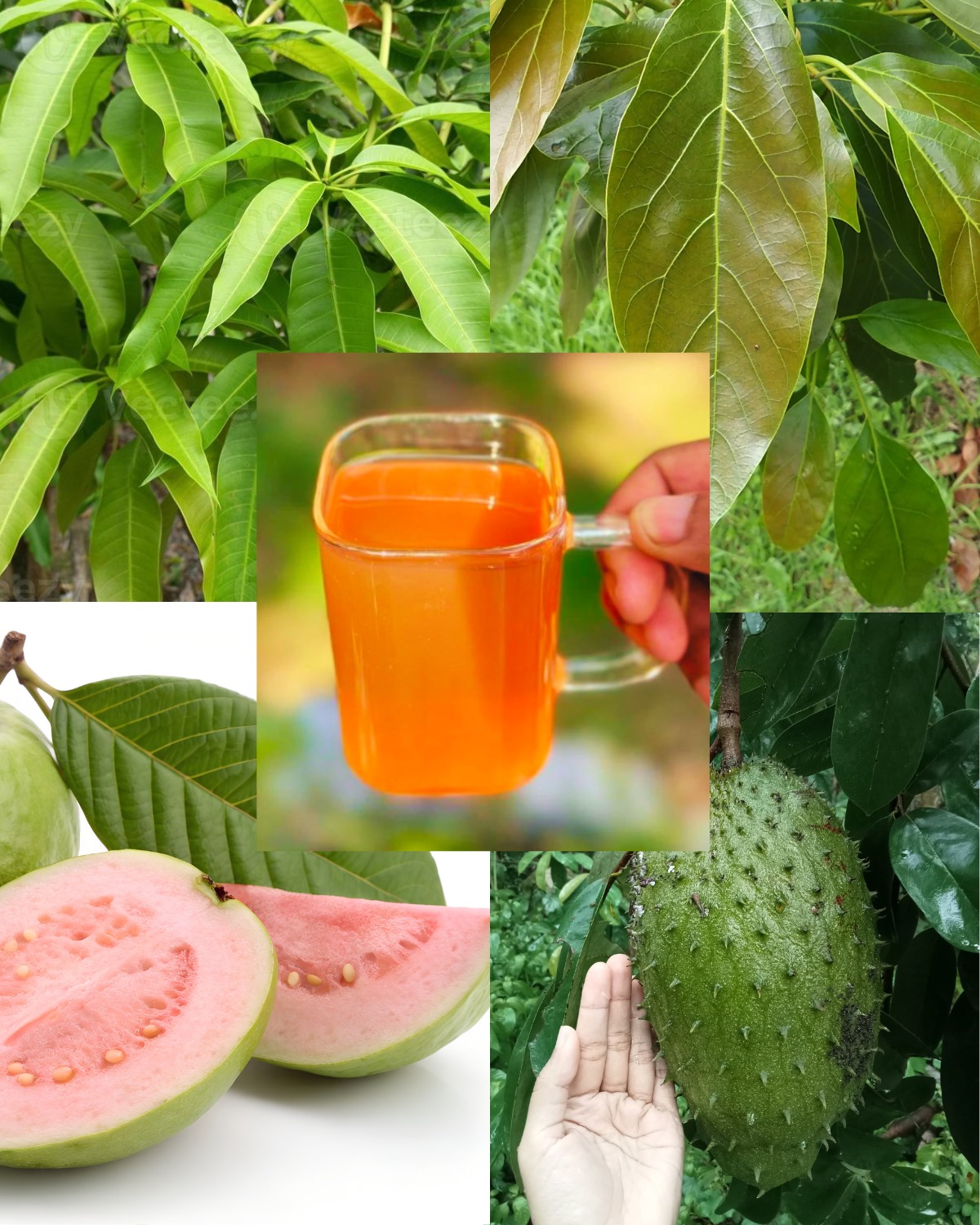 Beneficios de las Hojas para la Diabetes y la Presión Arterial
