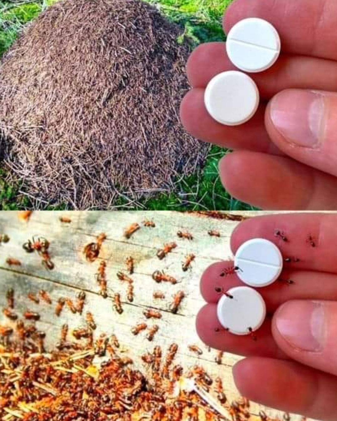 El truco definitivo: cómo utilizar la pasta de dientes y otros ingredientes caseros para eliminar cucarachas y hormigas para siempre