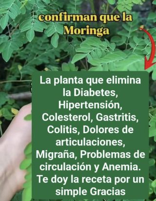 Moringa para la Vista: El Secreto Natural para Cuidar tus Ojos y Mejorar la Visión
