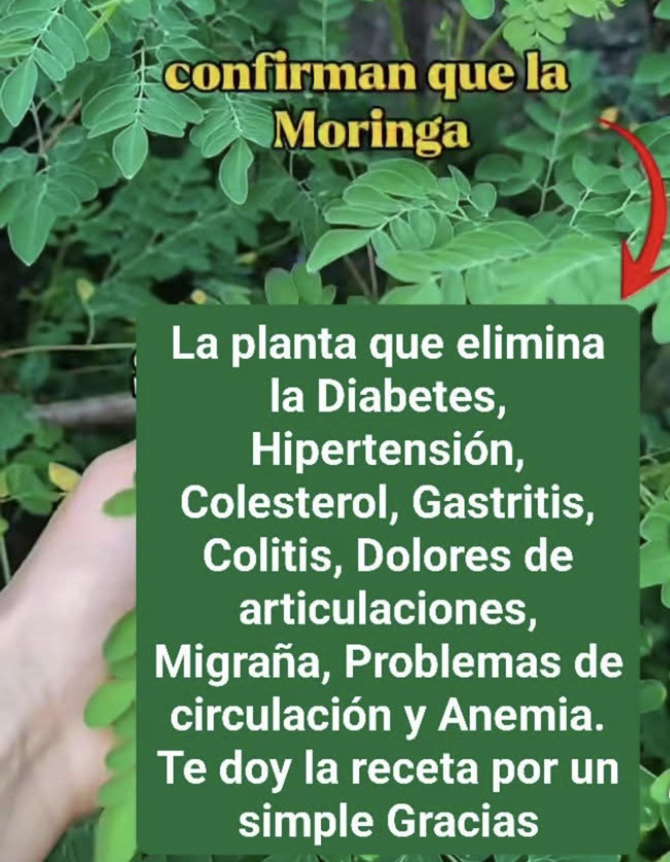 Moringa para la Vista: El Secreto Natural para Cuidar tus Ojos y Mejorar la Visión