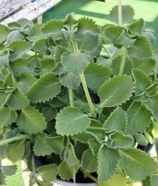 Si tienes esta planta en tu casa, tienes un tesoro y no lo sabías