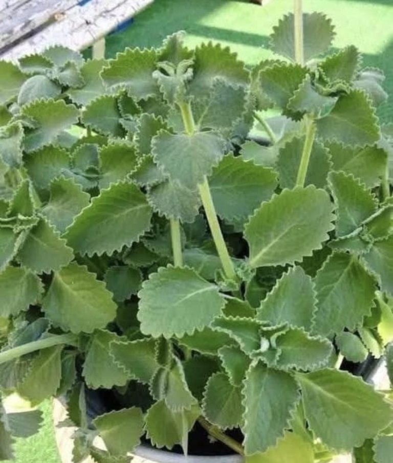 Si tienes esta planta en tu casa, tienes un tesoro y no lo sabías