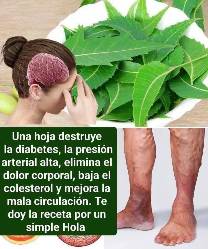 Hojas de Neem para Mejorar Tu Salud