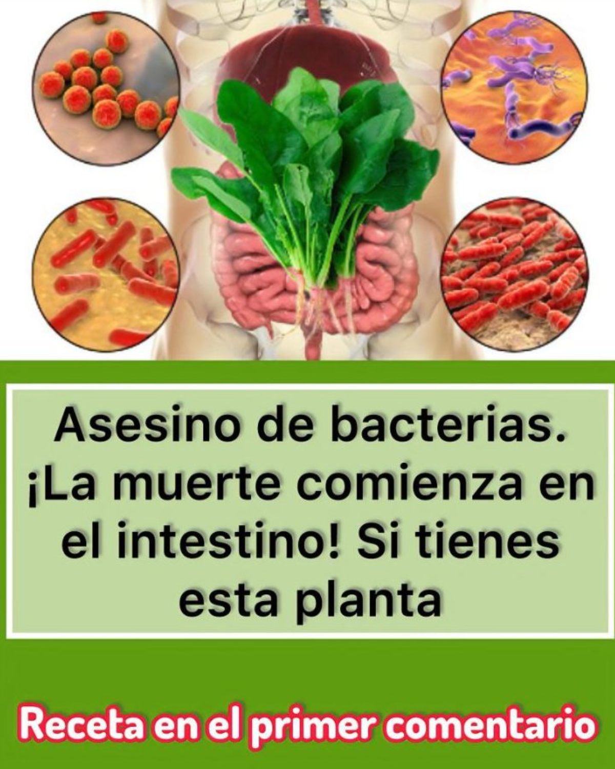 Espinacas purificar el intestino. Las espinacas son un superalimento cargado de antioxidantes, fibra y compuestos antibacterianos que favorecen la salud intestinal. Su consumo ayuda a limpiar el tracto digestivo, eliminar bacterias dañinas y fortalecer el sistema inmunológico. Además, son ricas en vitaminas A, C, K y ácido fólico, esenciales para el bienestar general.