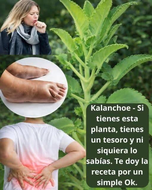 la planta Kalanchoe