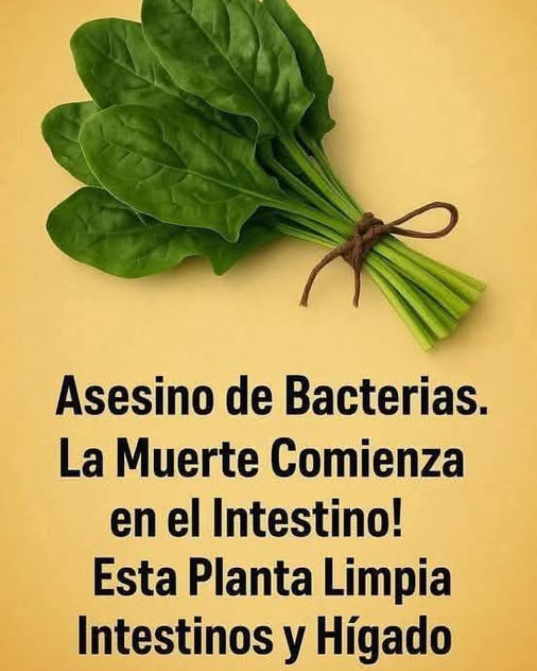 Cómo usar la espinaca para eliminar parásitos y bacterias del intestino