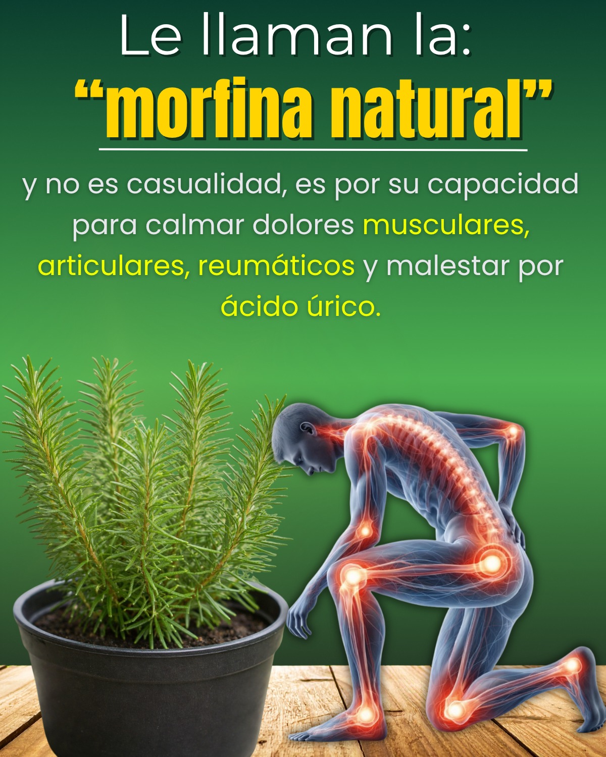 Romero Molfina Natural: Alivio Para Dolores y Reumas y Gotas