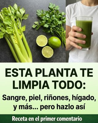 Jugo de Apio en Ayunas: Limpia tu Sangre, Riñones y Hígado de Forma Natural