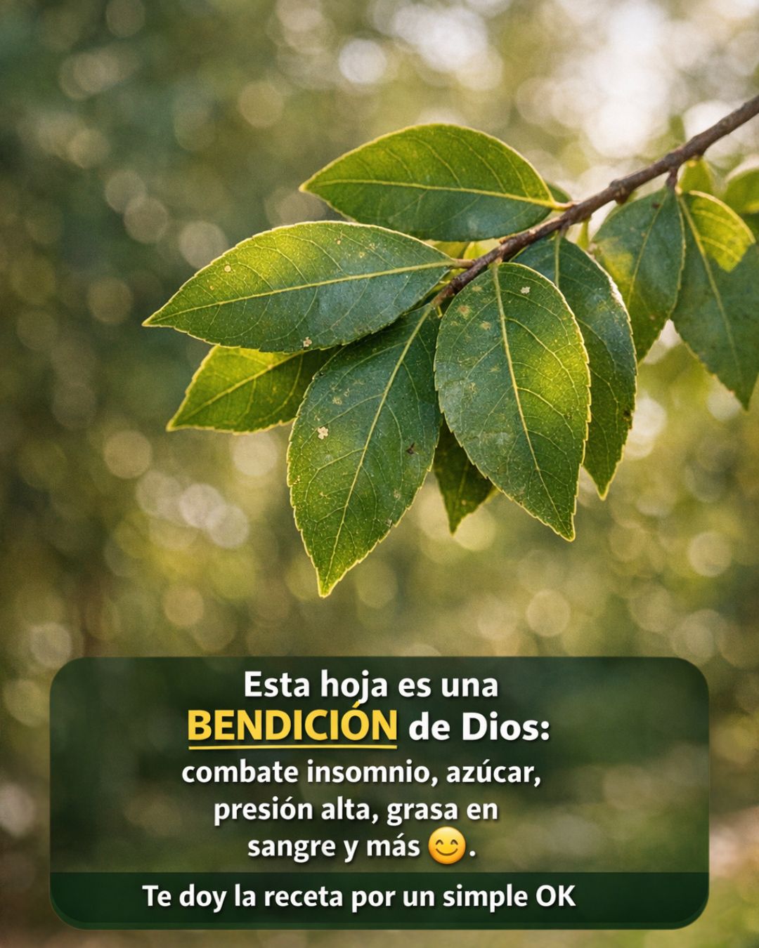 💚 Té de laurel: beneficios reales y recetas paso a paso