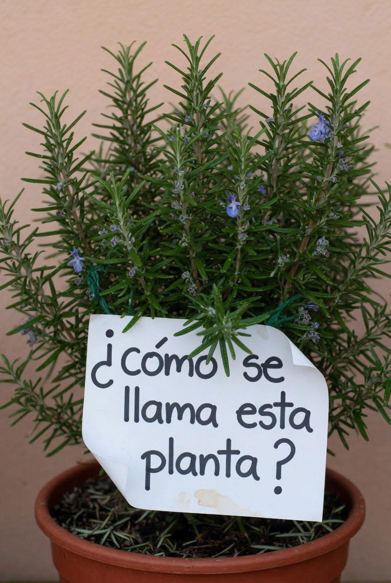 Té de romero