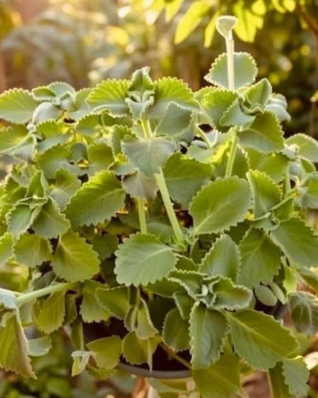 Té de oregano para todo! – ¿para qué sirve?