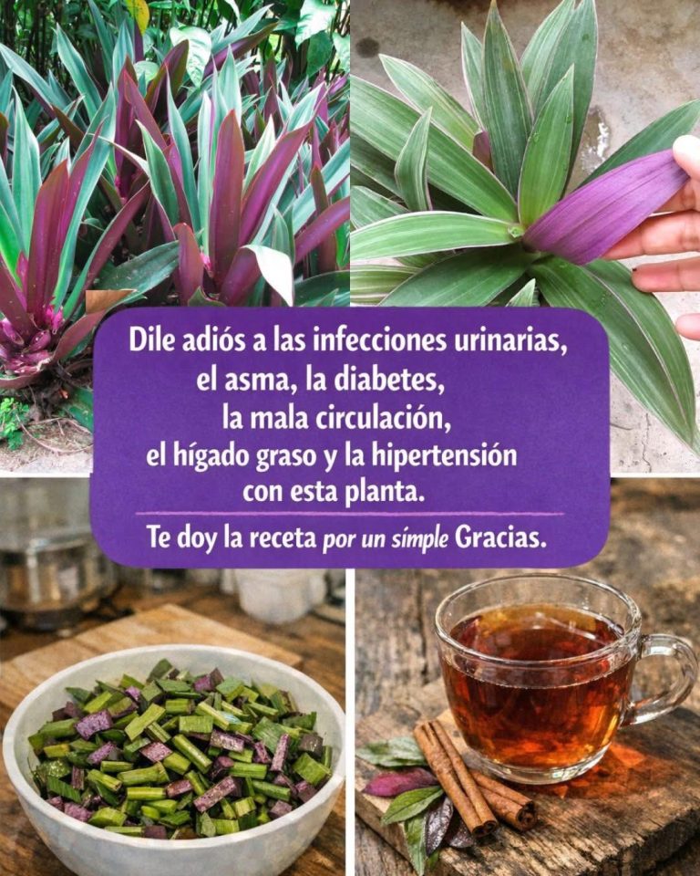 Ortiga Morada: Un Tesoro Silvestre para la Circulación y el Corazón
