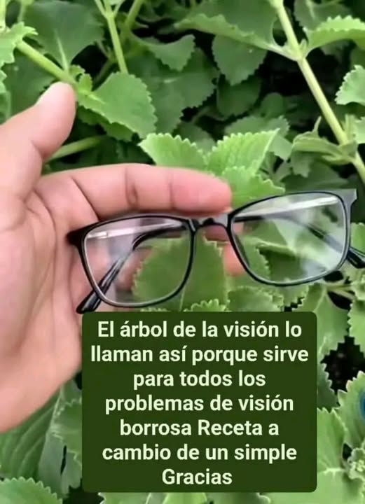 El árbol de la visión lo llaman así porque sirve para todos los problemas de visión borrosa Reveta a cambio de un simple Gracias