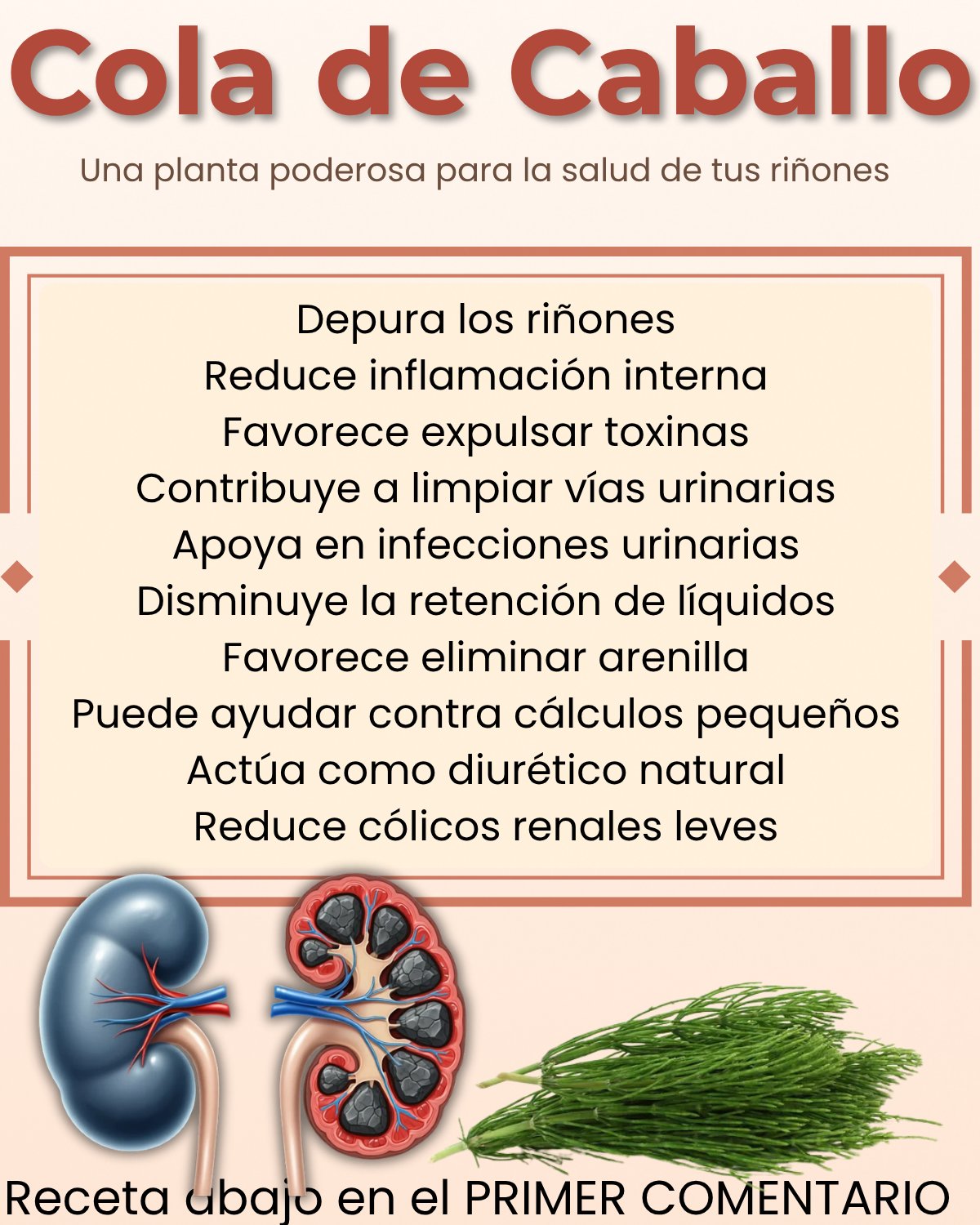 Cola de Caballo Beneficios: Salud Renal, Cabello Fuerte y Más