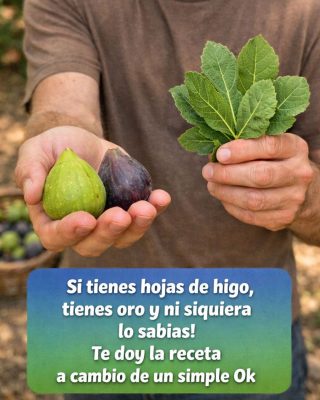 Savia, hojas y fruto de higo: usos, beneficios y recetas naturales comprobadas
