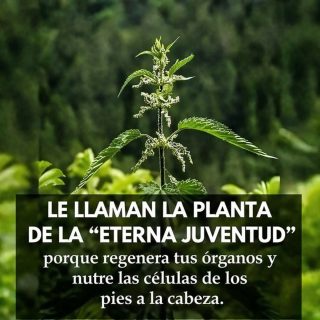 Algunos le dicen la planta de la Juventud: Apoya la Salud de la Piel, Colesterol y Presión Arterial