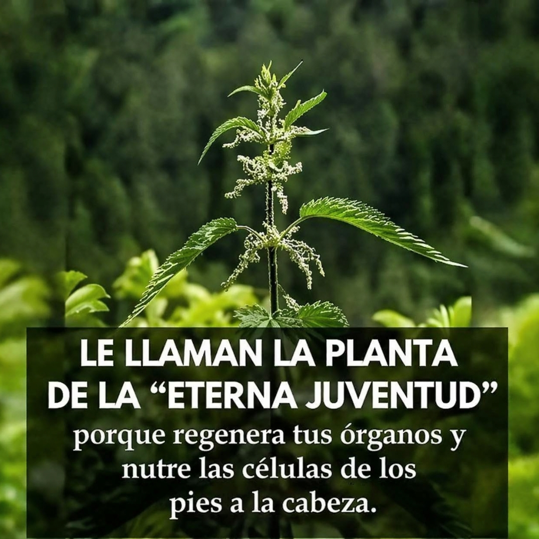 Algunos le dicen la planta de la Juventud: Apoya la Salud de la Piel, Colesterol y Presión Arterial