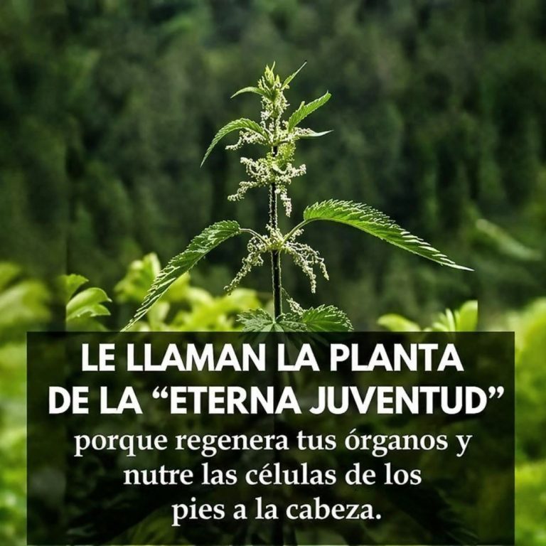 Algunos le dicen la planta de la Juventud: Apoya la Salud de la Piel, Colesterol y Presión Arterial