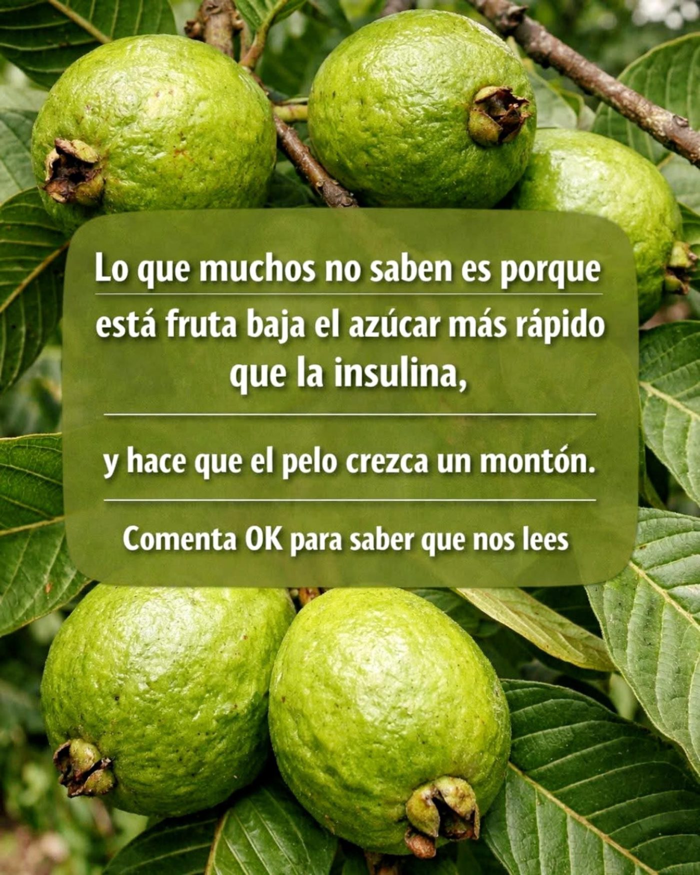Lo que muchos no saben es porque está fruta baja el azúcar más rápido que la insulina, y hace que el pelo crezca un montón. Comenta OK para saber que nos lees.