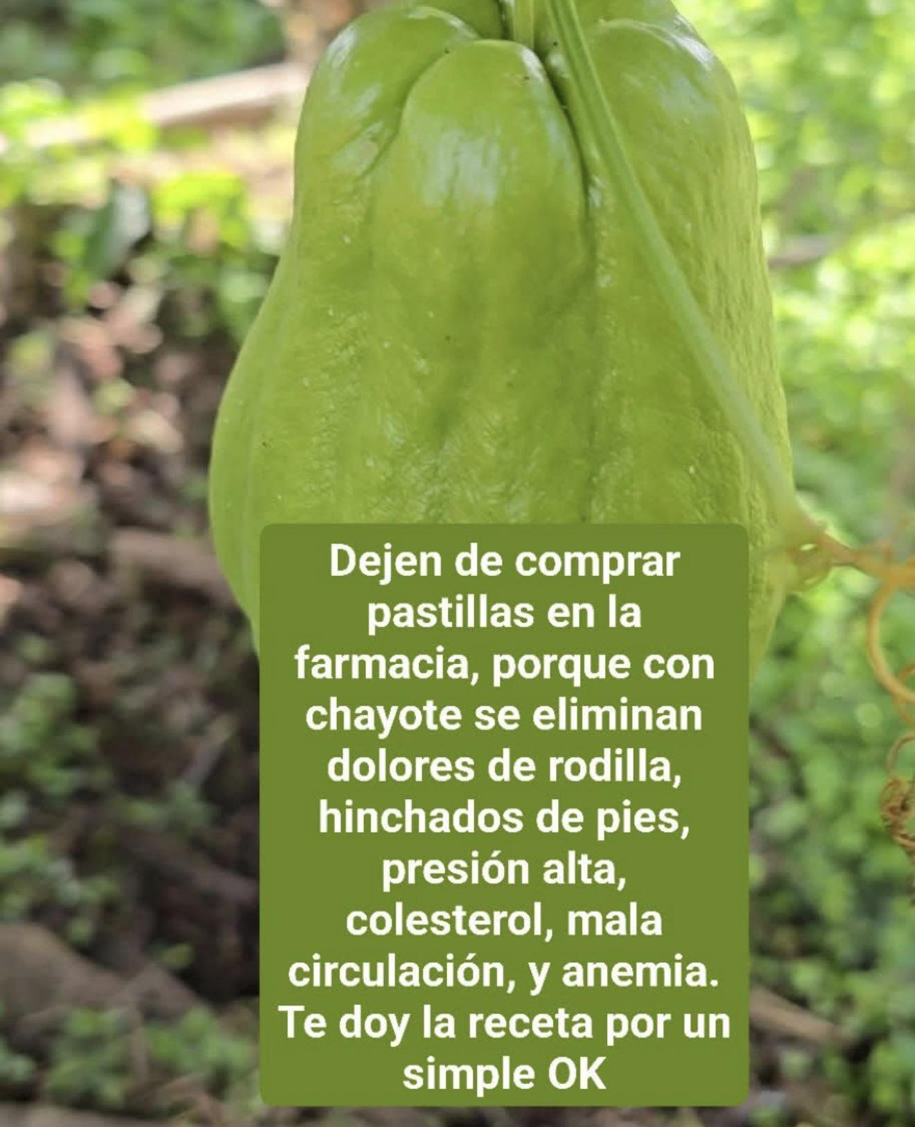 Jugo de chayote
