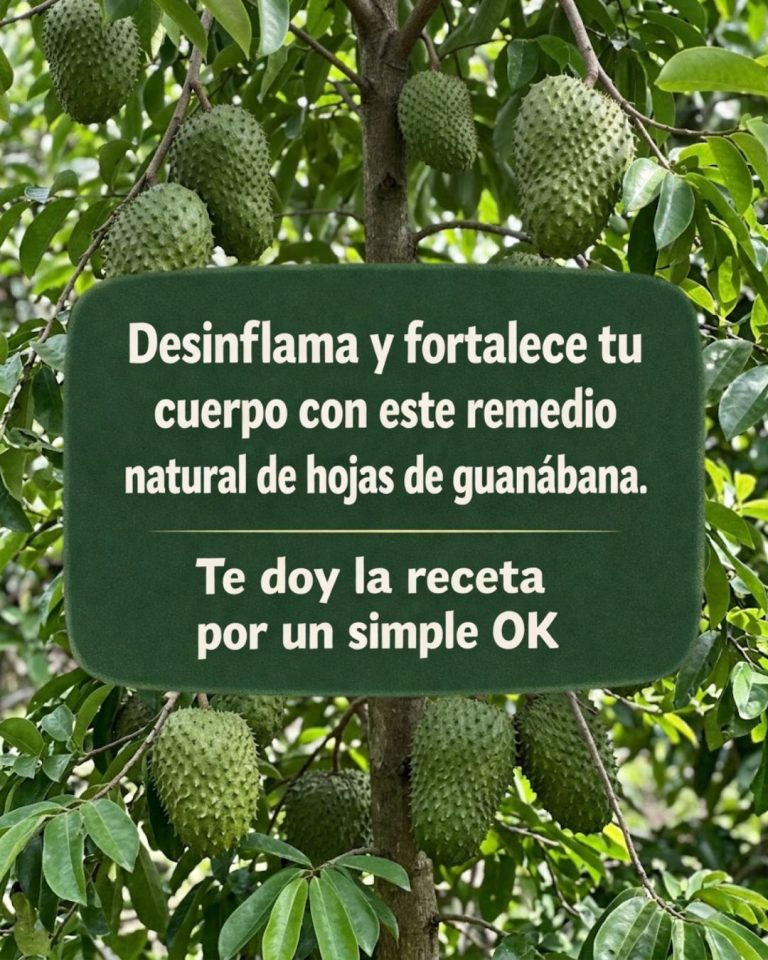🌿 Té de hojas de guanábana: una bebida herbal suave para apoyar el bienestar diario