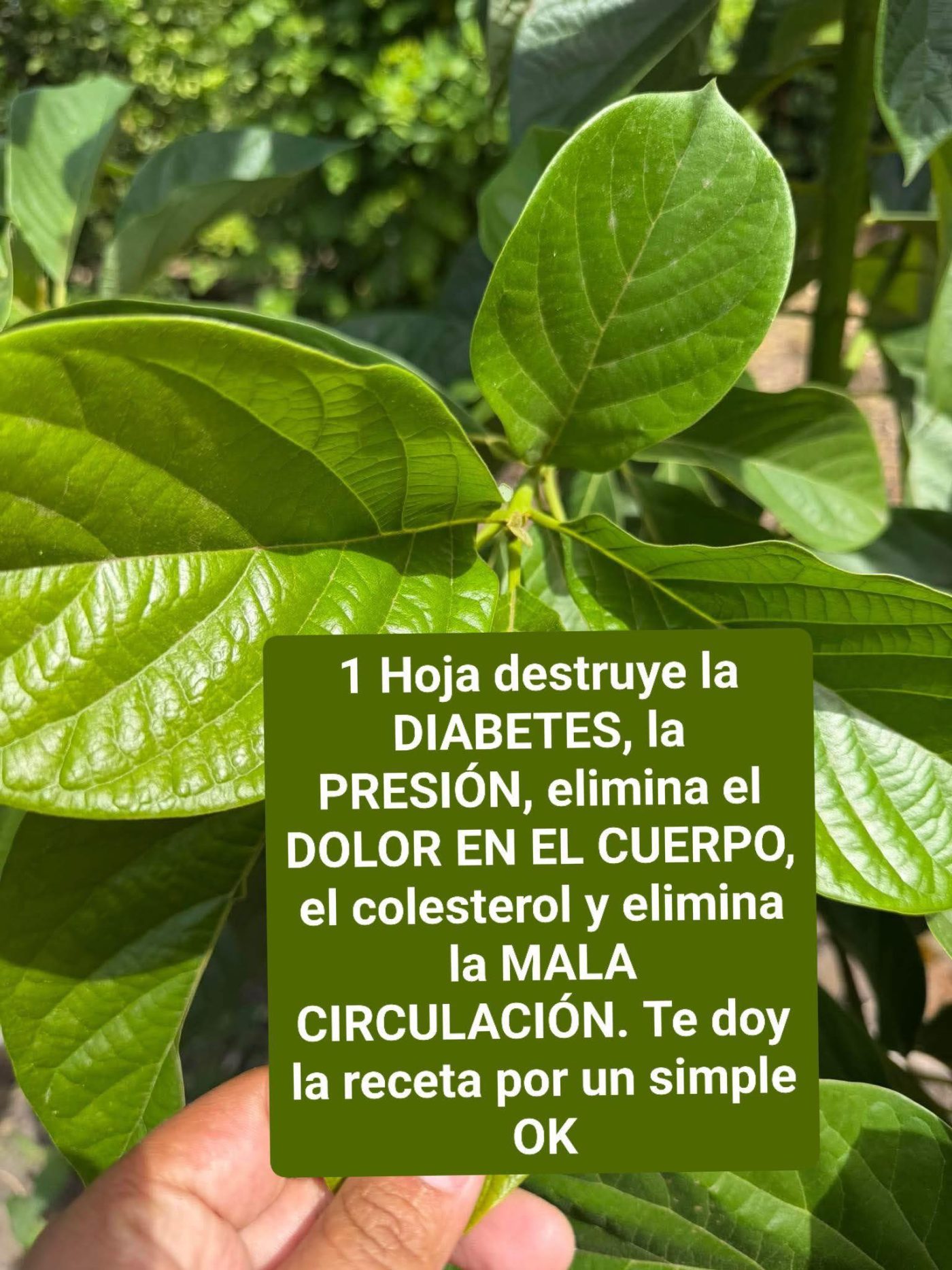 Té de Hojas de Guayaba: beneficios, propiedades y como prepararlo