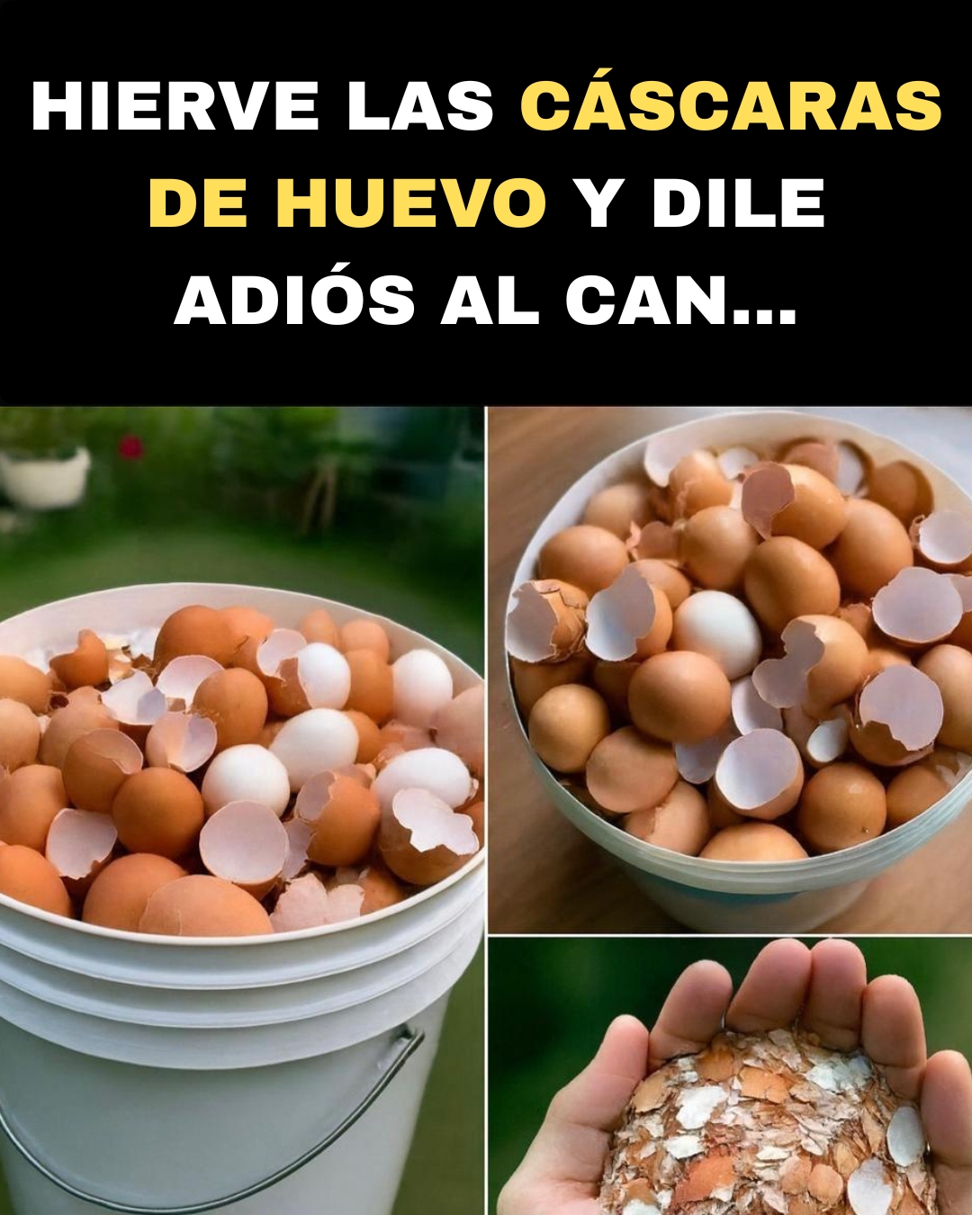 Hervir cáscaras de huevo en una olla te ahorrará mucho dinero