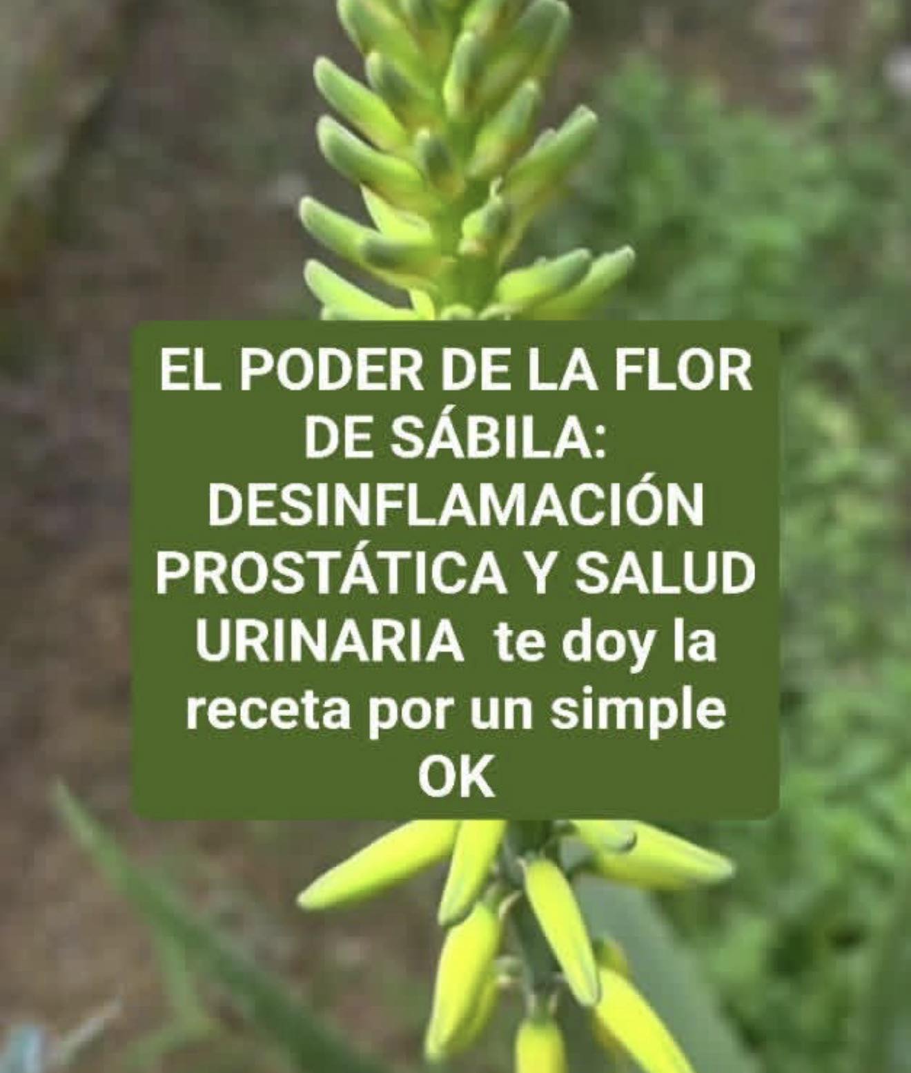 EL PODER DE LA FLOR DE SABILA