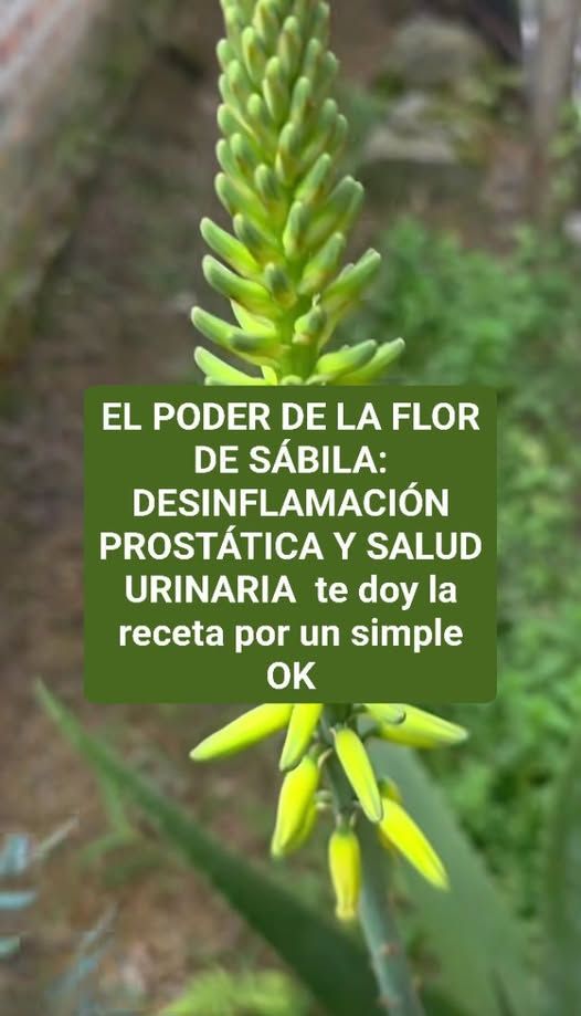 El Misterio y la Majestuosidad de la Floración del Aloe Vera