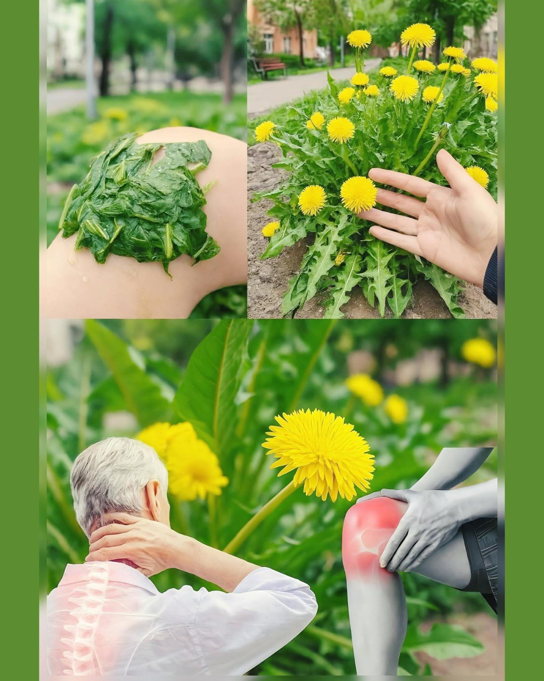 La planta que ves en la imagen se llama Diente de león y es una de las plantas más poderosas del mundo…. 💬👀 Para seguir recibiendo mis recetas, solo debes decir algo… ¡Gracias!
