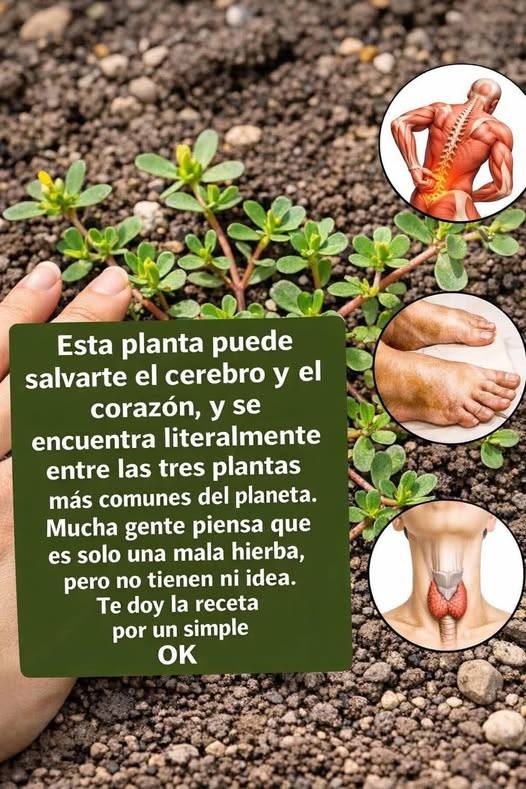LA PLANTA MAS PODEROSA DEL MUNDO