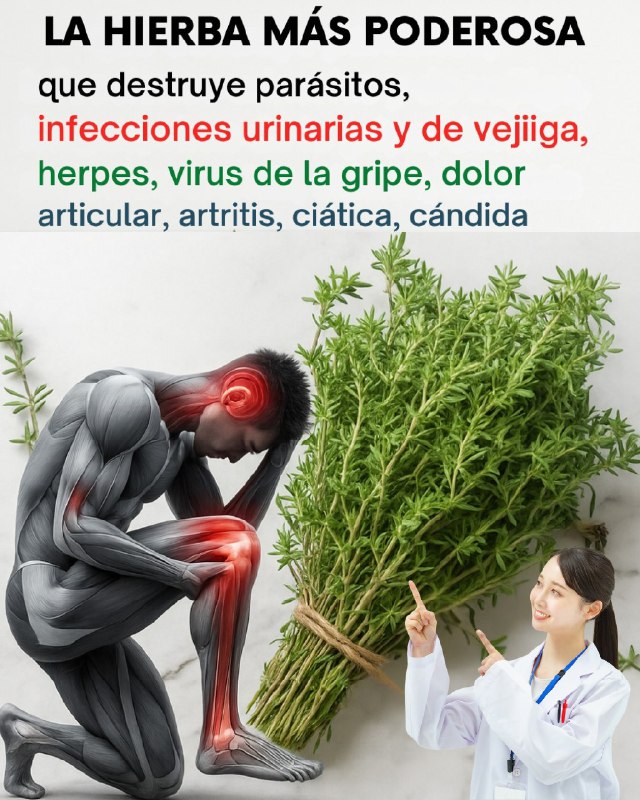 ¡El Tomillo: El Secreto Oculto de la Naturaleza que Podría Salvarte de Enfermedades Silenciosas y Transformar Tu Vida Diaria!