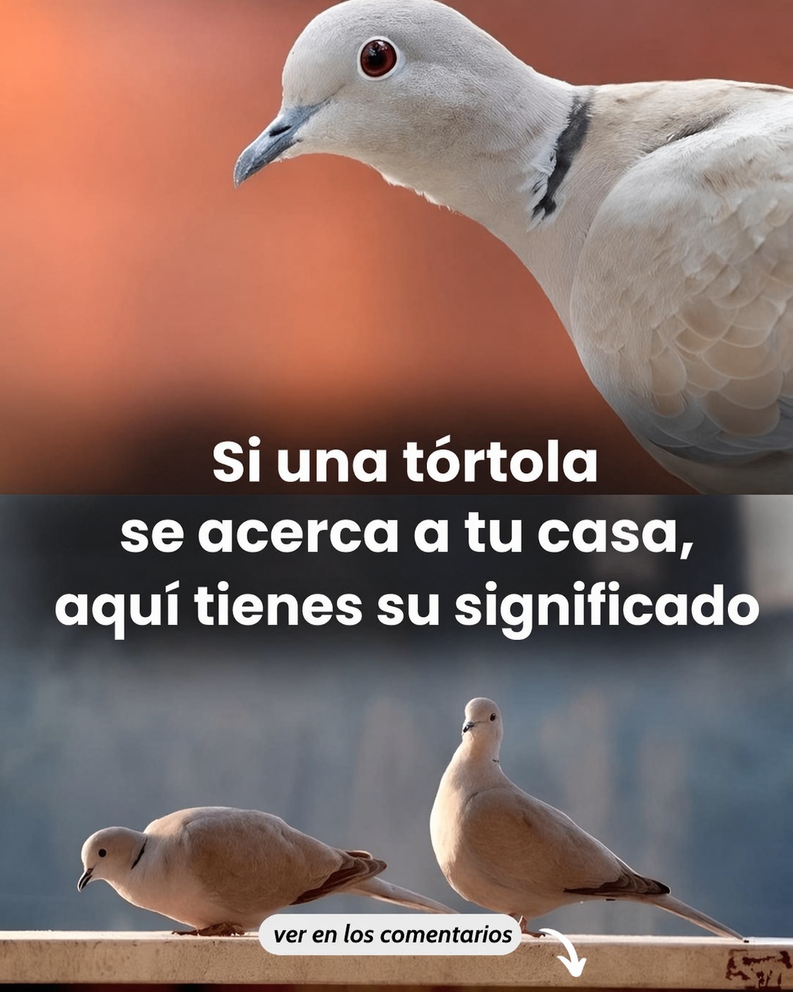 Me encantan las tortolas, pero no sabía que su presencia significaba eso