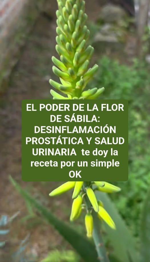 El Misterio y la Majestuosidad de la Floración del Aloe Vera