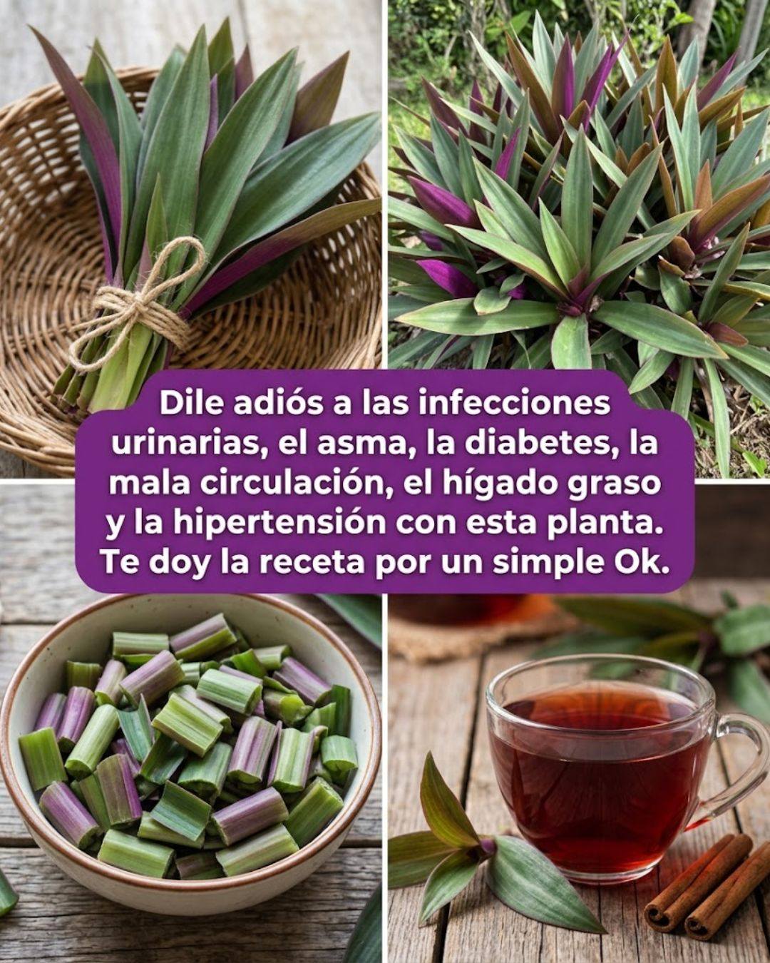Dile adiós a las infecciones urinarias, el asma, la diabetes, la mala circulación, el hígado graso y la hipertensión con esta planta.