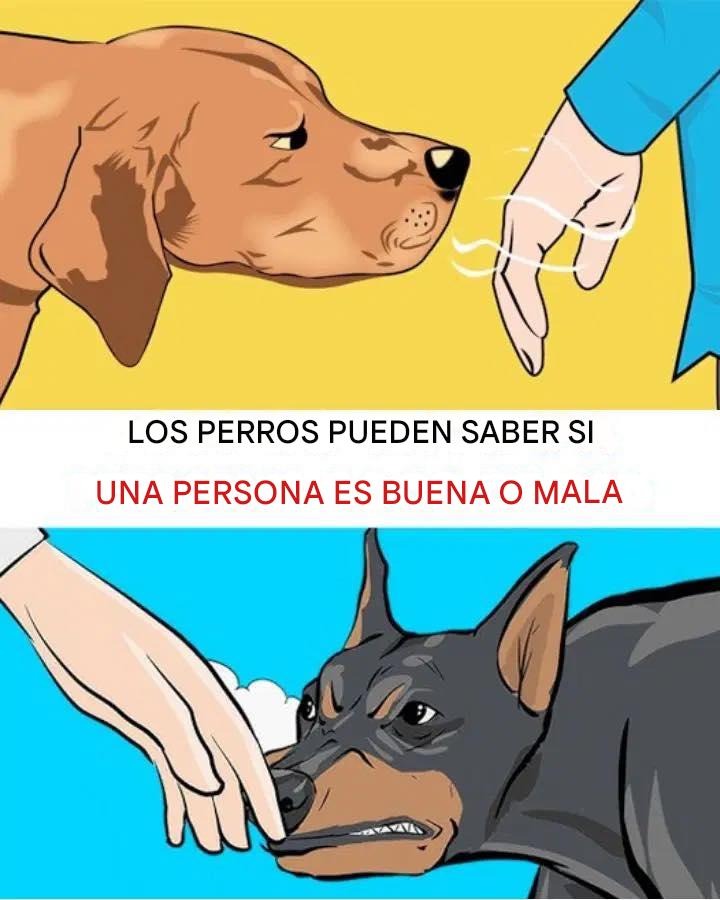 Los perros pueden distinguir quién es una buena persona y quién es una mala.