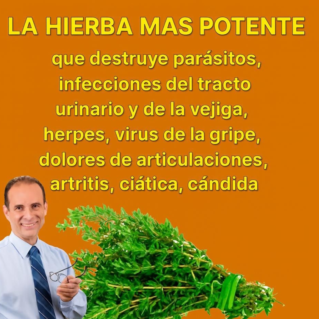 La hierba más potente que acaba con los parásitos , infecciones urinarias y herpes