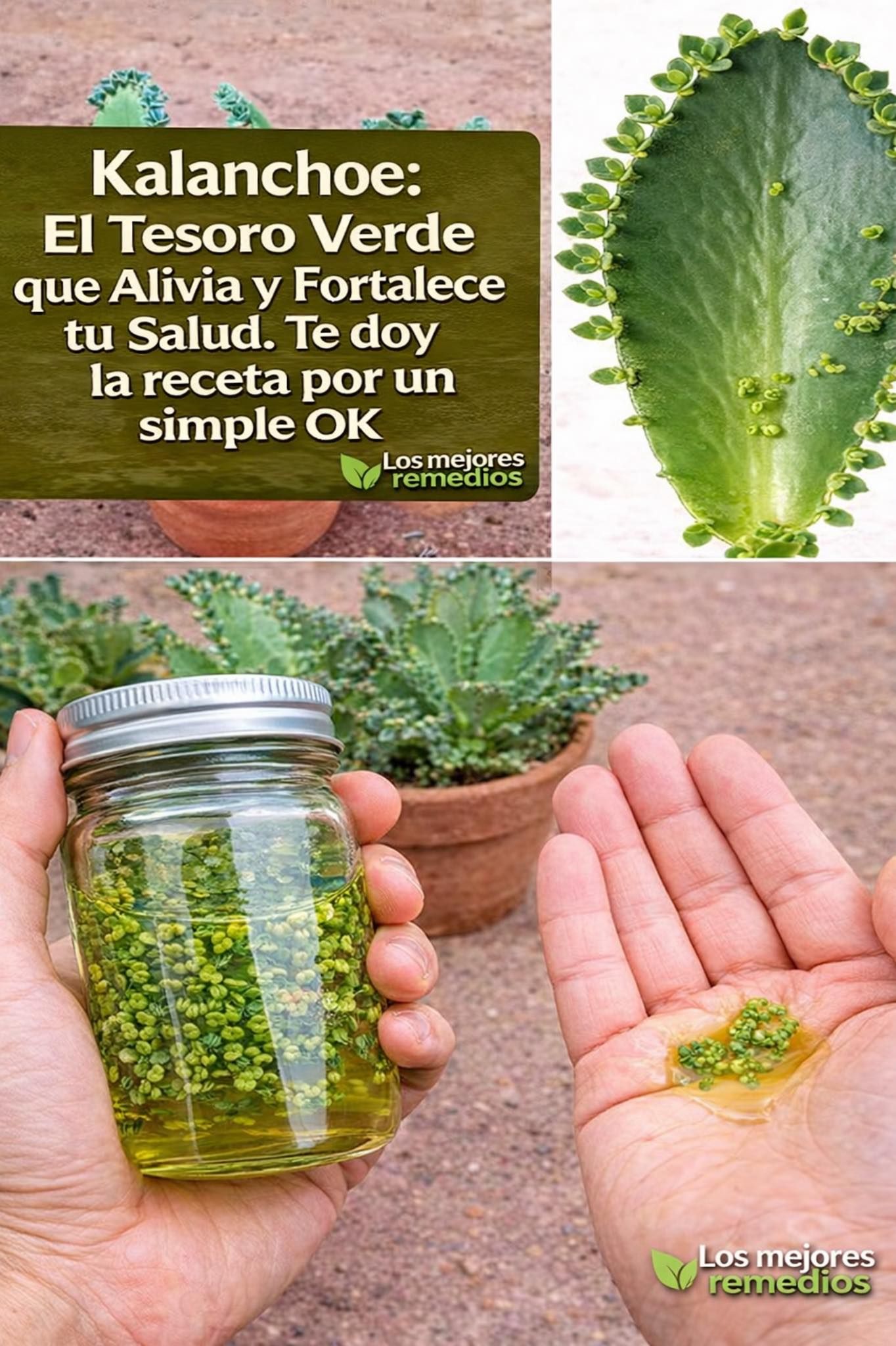 Pocos conocen el poder del kalanchoe y cómo usarlo correctamente 🌱 Si me lees, regálame un hola o gracias 😊 Mira la receta paso a paso en el primer comentario.