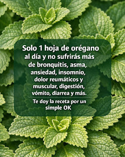Orégano orejón: solo 1 hoja al día para no sufrir más enfermedades