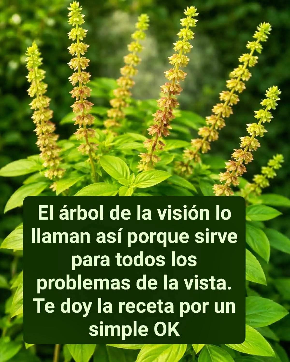 El árbol de la visión lo llaman así porque sirve para todos los problemas de la vista. Te doy la receta por un simple OK