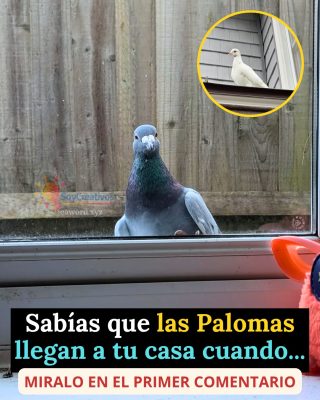 Sabías que cuando una Paloma visita tu casa es señal de… Ver más