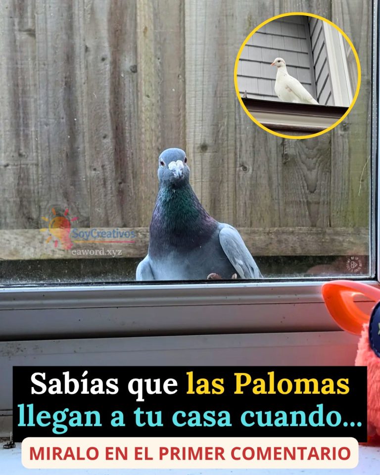 Sabías que cuando una Paloma visita tu casa es señal de… Ver más