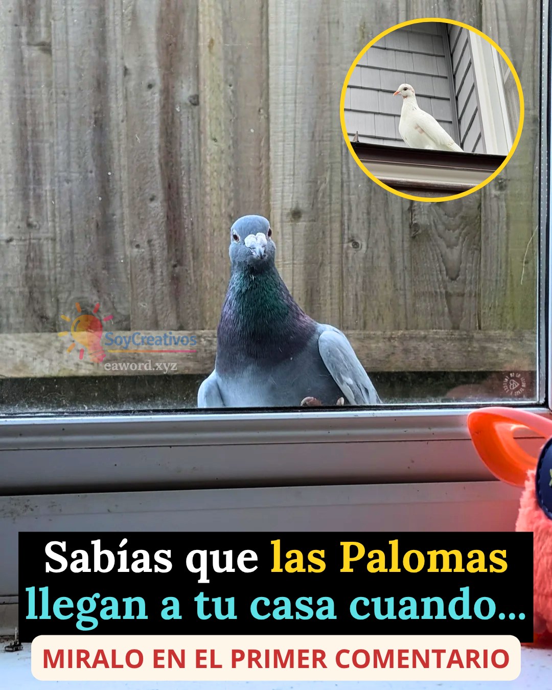 Sabías que cuando una Paloma visita tu casa es señal de… Ver más