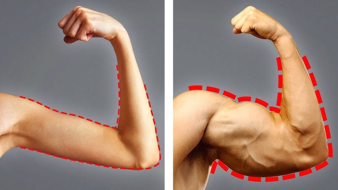 8 Alimentos que ayudan a aumentar la masa muscular… ver más