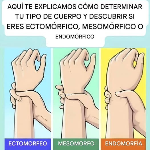 ¿Eres ectomorfo, mesomorfo o endomorfo? Descubre tu tipo de cuerpo y cómo sacarle el máximo provecho.