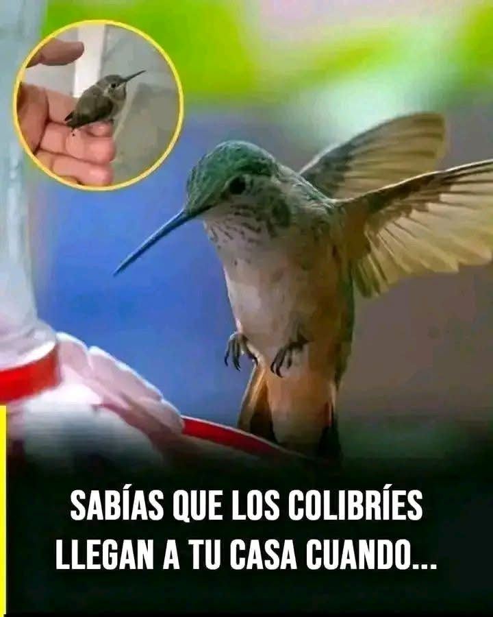 Sabías que cuando un Colibrí visita tu casa es señal de… Ver más