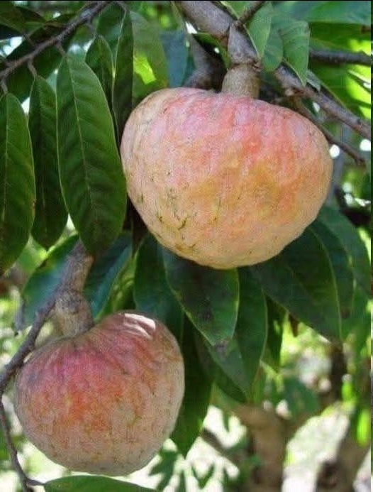 Seguramente pasarás de largo por que no sabes que fruta
