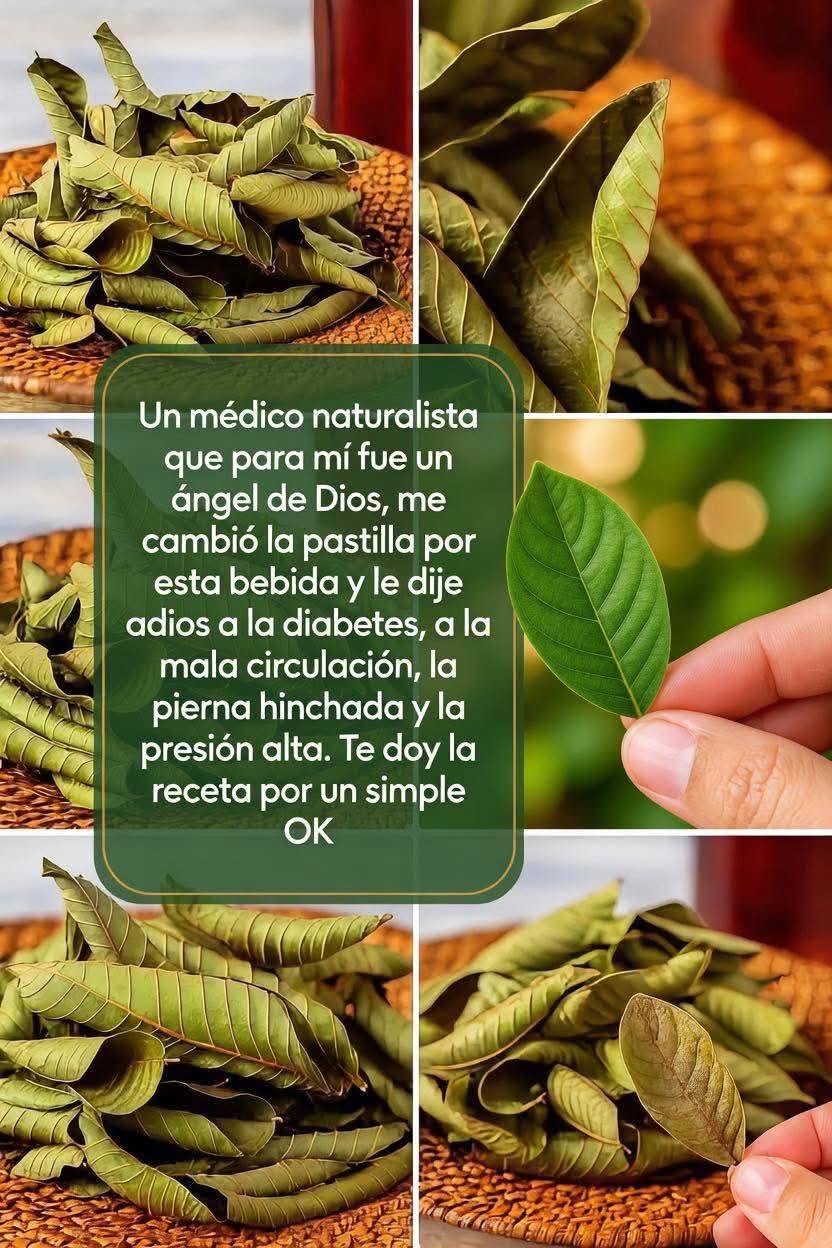 Adiós a la mala circulación y las piernas pesadas con hojas de guayaba…….para seguir recibiendo mis recetas, solo debes decir algo… ¡Gracias!