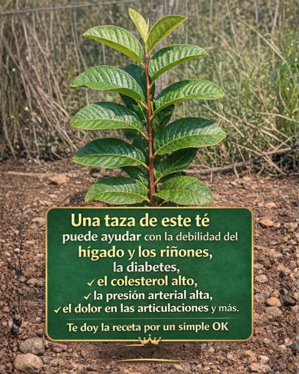 Hojas de guayaba: un té natural para apoyar tu bienestar de forma sencilla…..Para seguir recibiendo mis recetas, solo debes decir algo… ¡Gracias!