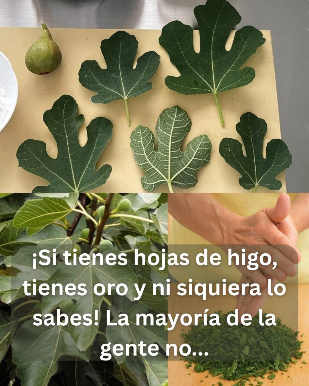 Todos aman los higos, pero los verdaderos beneficios lo poseen sus hojas